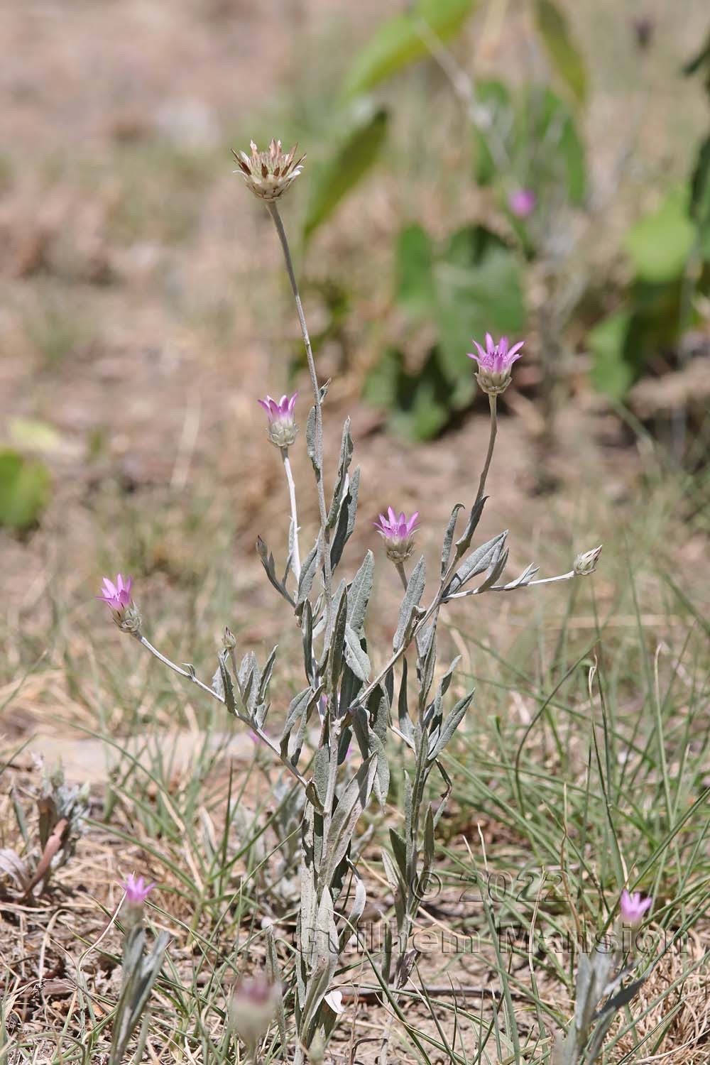 Xeranthemum inapertum