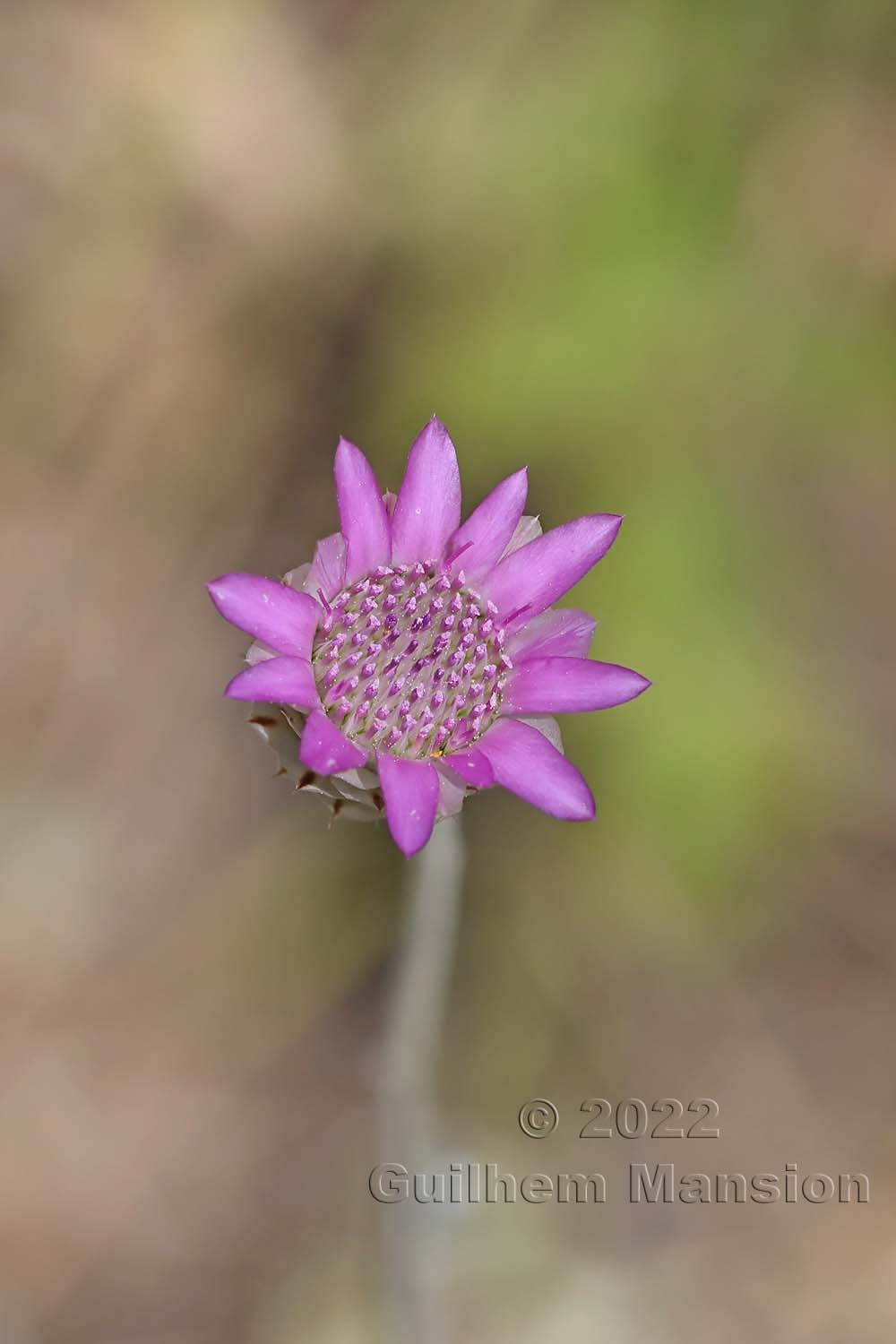 Xeranthemum inapertum