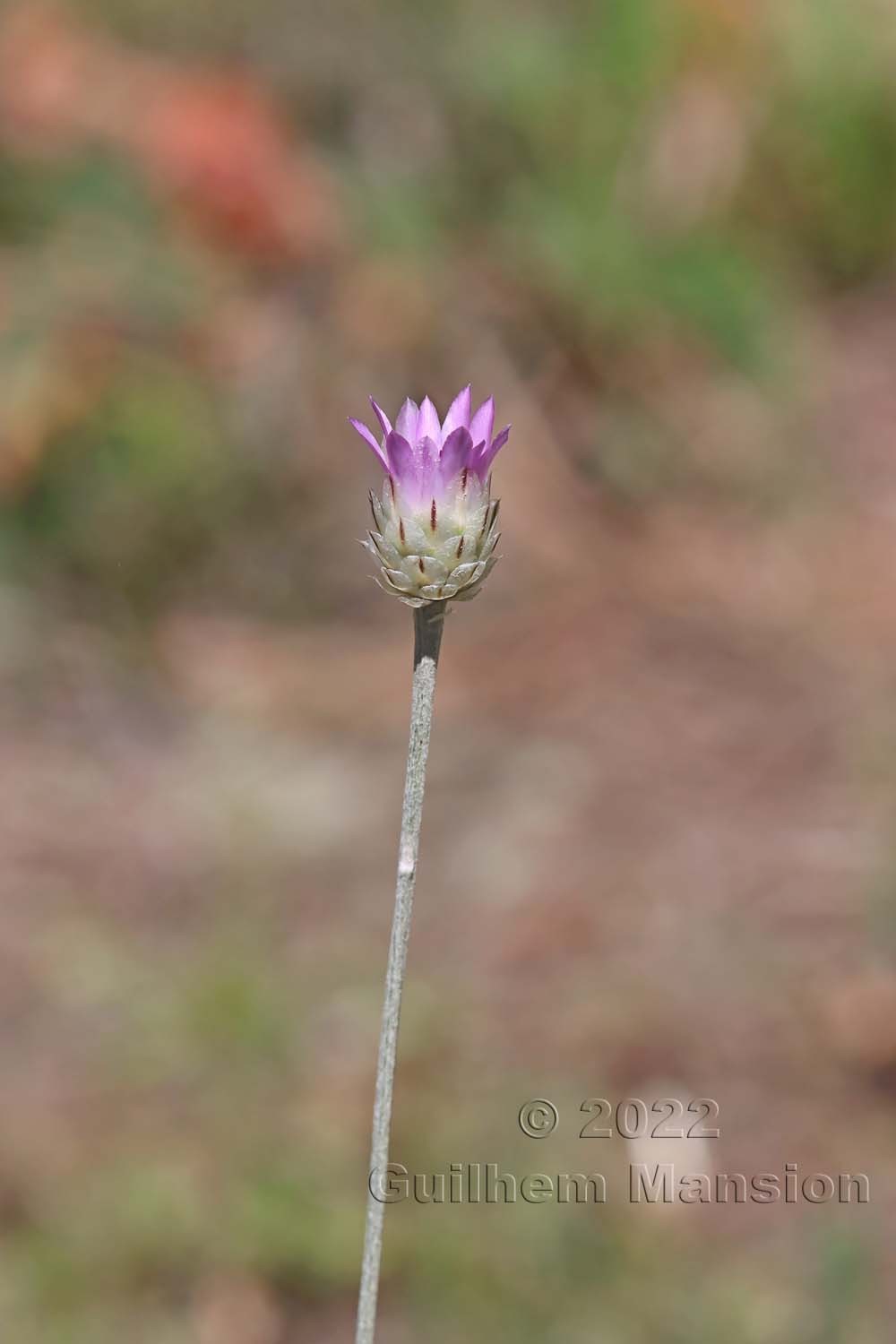 Xeranthemum inapertum