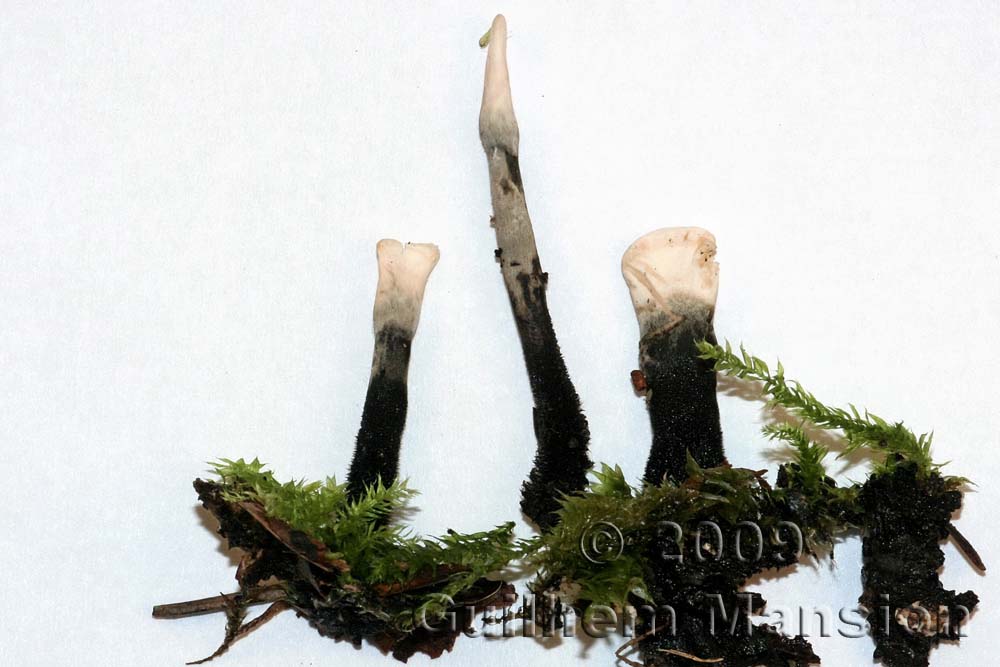 Xylaria hypoxylon 