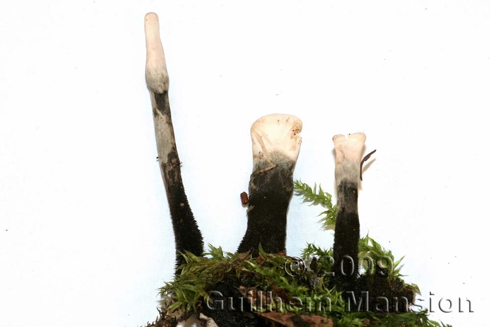 Xylaria hypoxylon