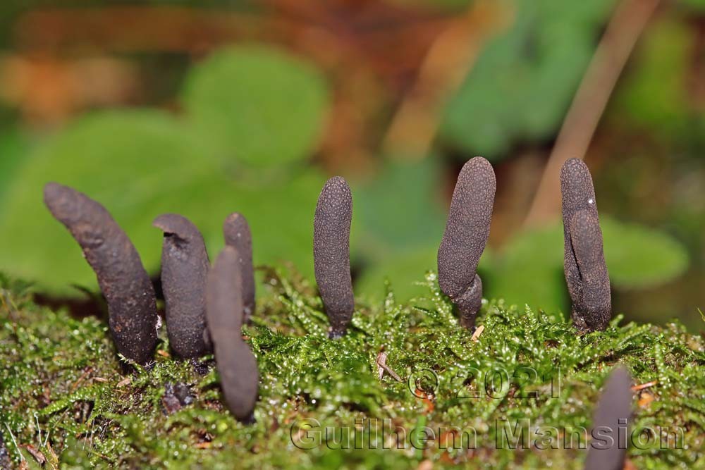 Xylaria polymorpha