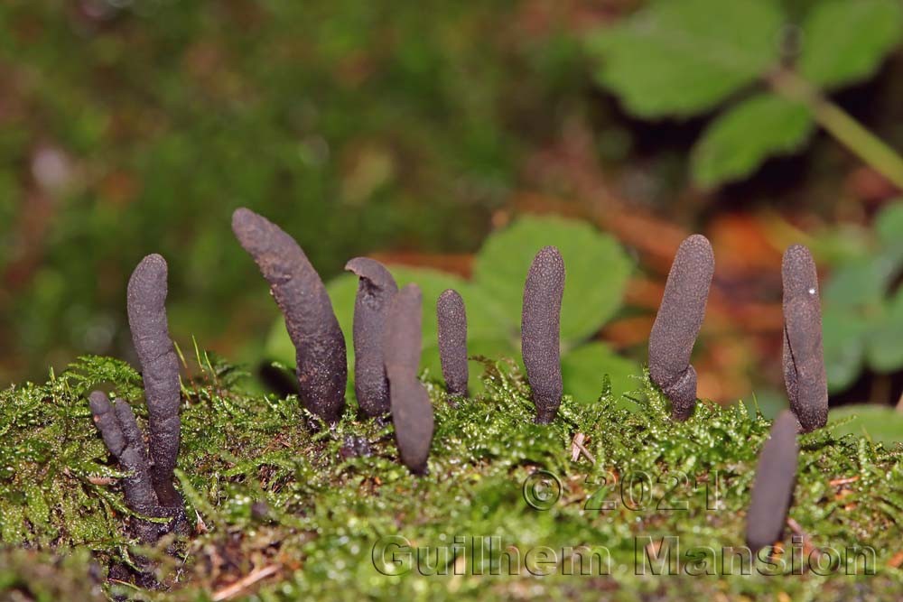 Xylaria polymorpha