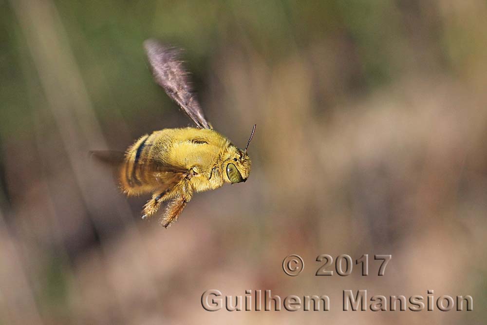 Xylocopa caffra