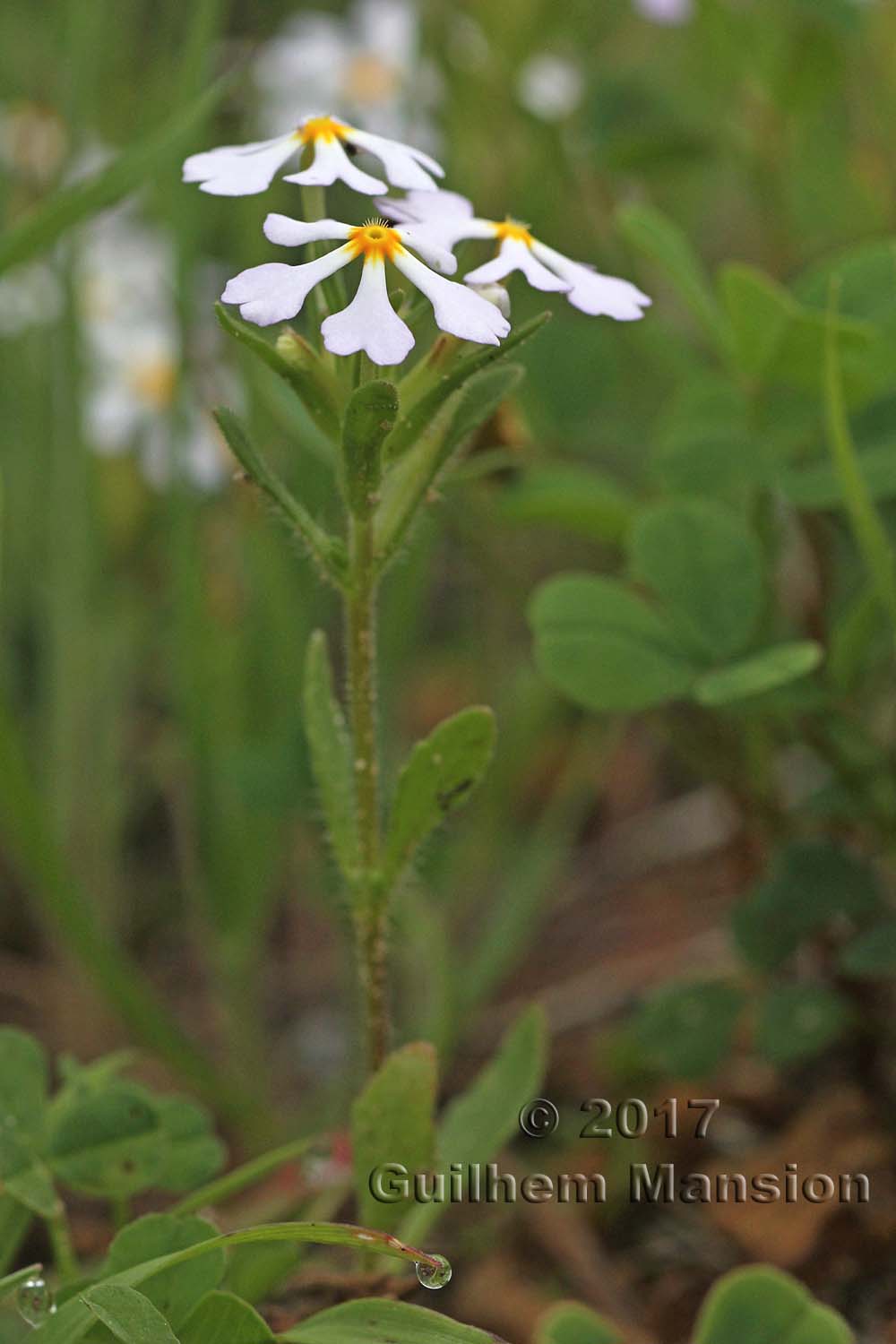 Zaluzianskia villosa