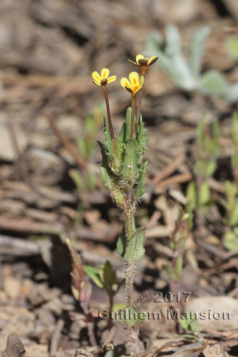 Zaluzianskya divaricata