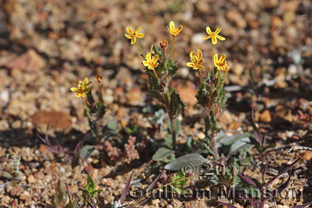 Zaluzianskya divaricata