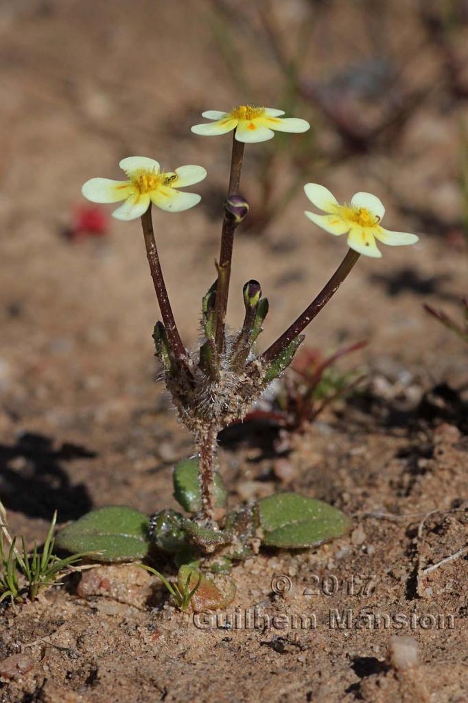 Zaluzianskya pusilla