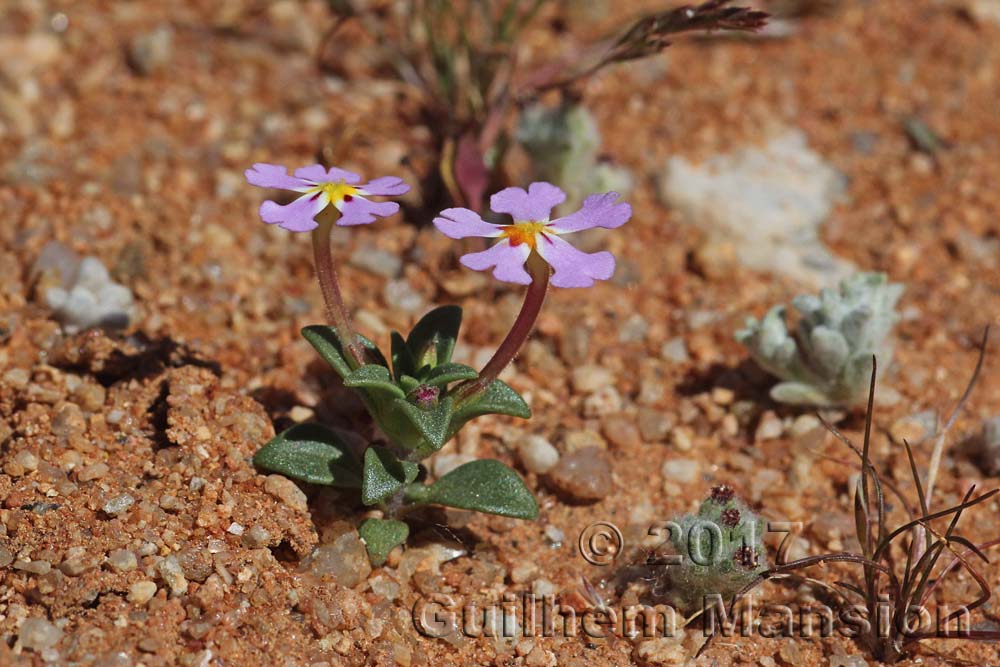 Zaluzianskya violacea