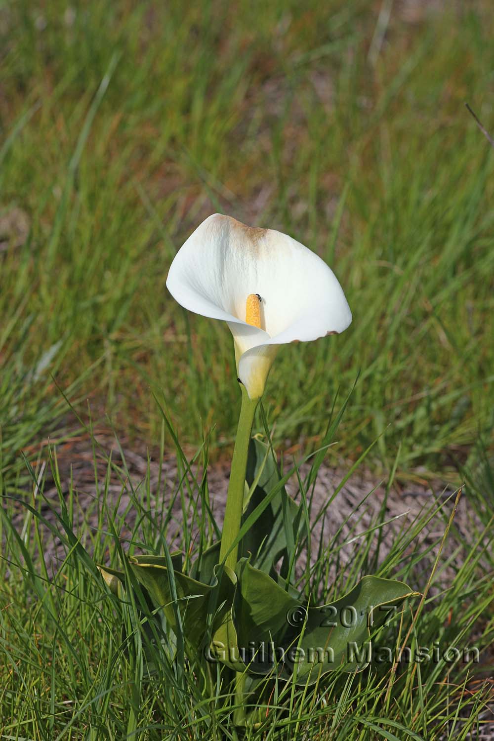 Zantedeschia aethiopica