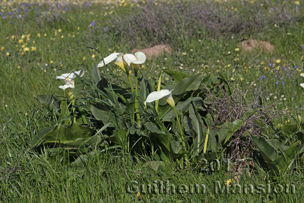 Zantedeschia aethiopica