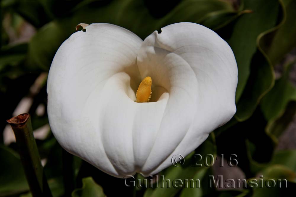 Zantedeschia sp.