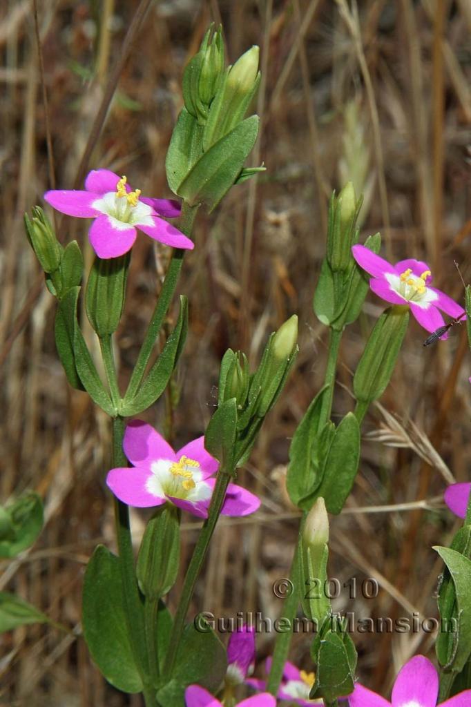 Zeltnera davyi