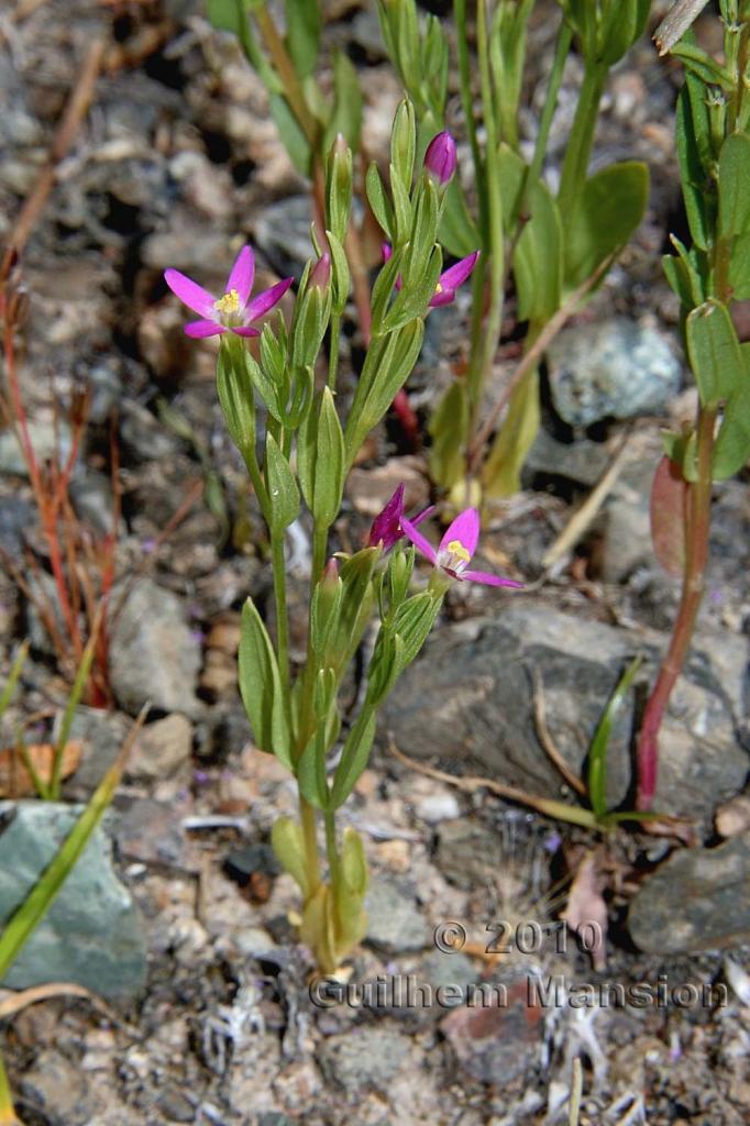 Zeltnera muhlenbergii