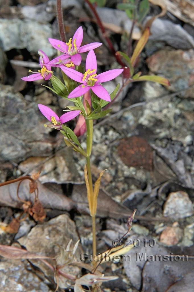 Zeltnera trichantha