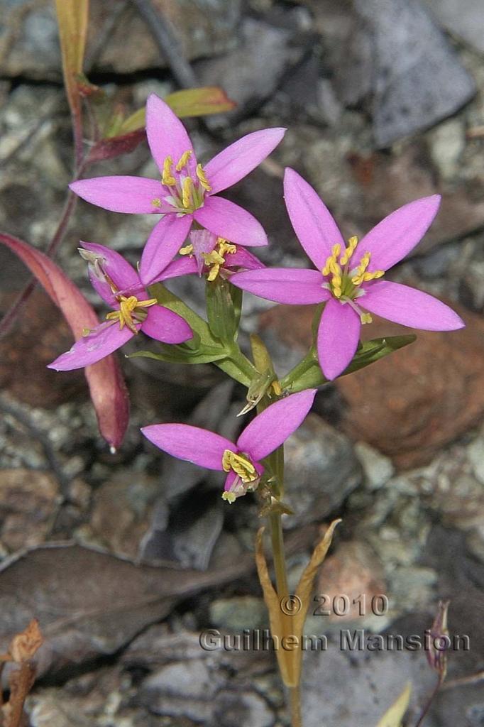 Zeltnera trichantha