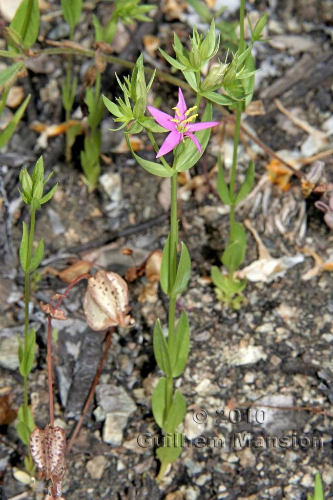 Zeltnera trichantha