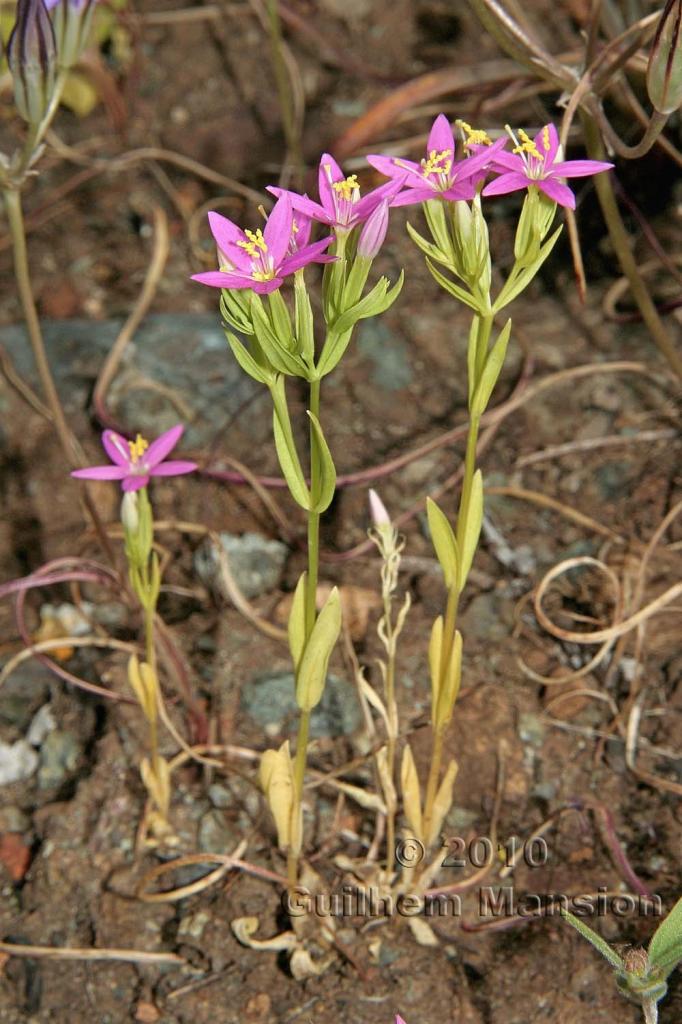 Zeltnera trichantha