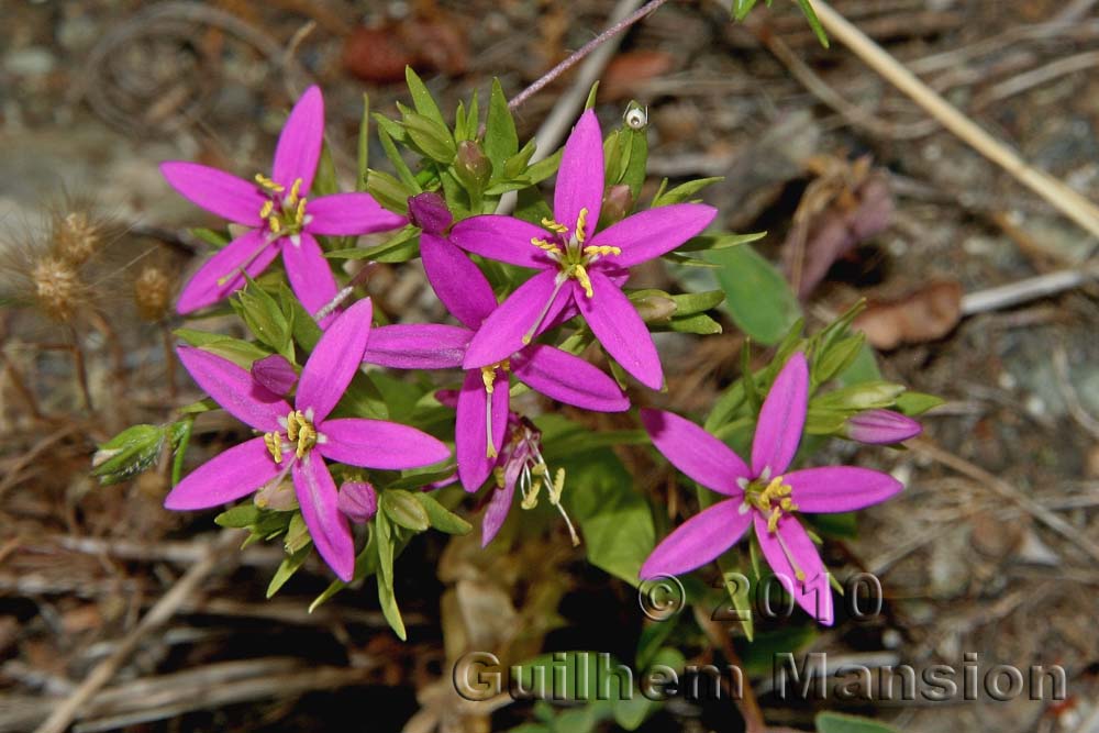 Zeltnera trichantha