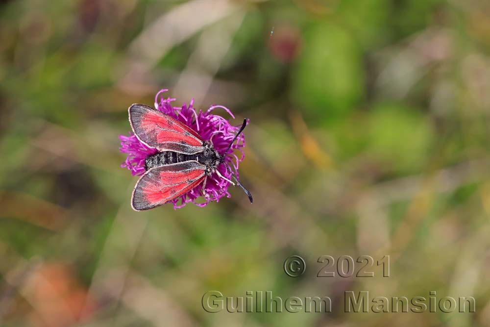 Zygaena