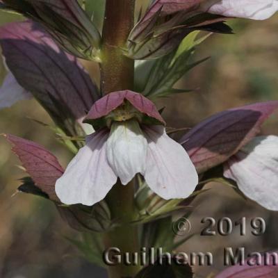 Acanthus mollis