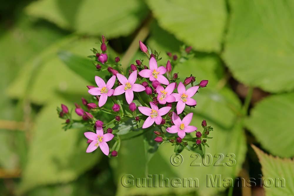 Centaurium erythraea 20230702 02 copy