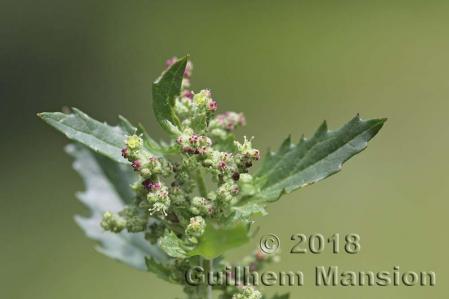 Chenopodium 04