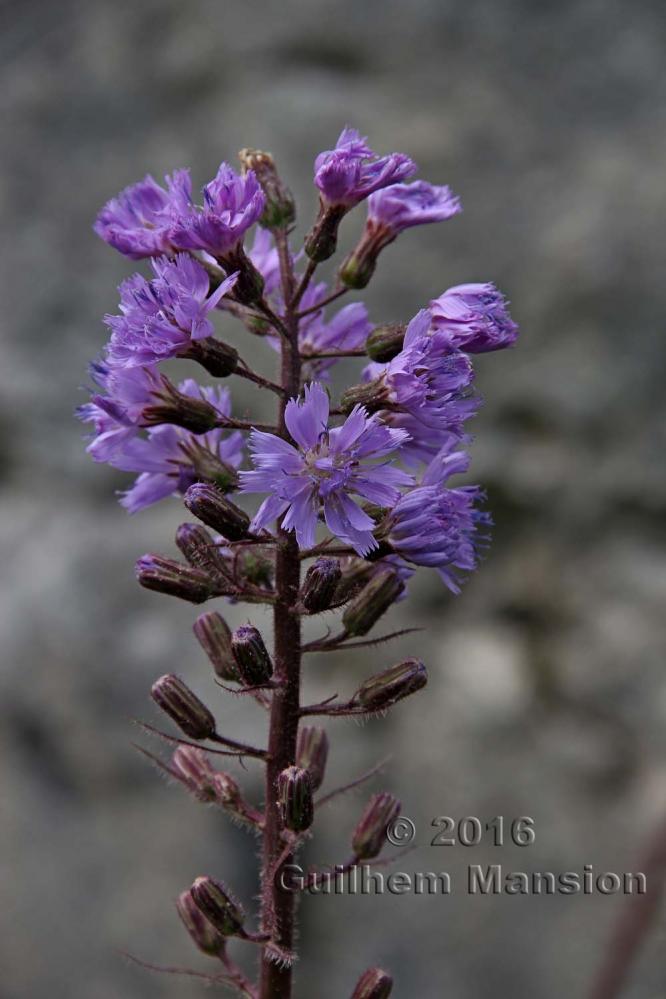 Cicerbita alpina 20160819 002