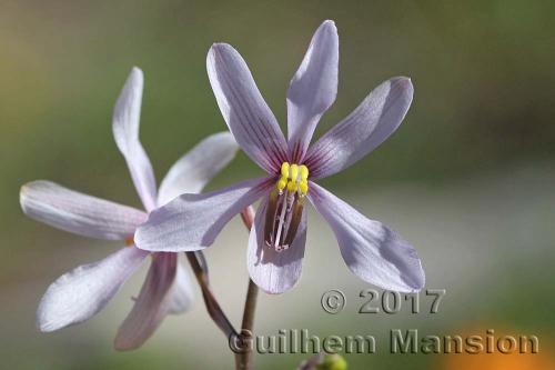 Cyanella orchidiformis 20170903