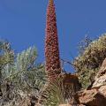 Echium wildpretii 20170530 003 cop