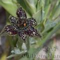 Ferraria crispa 20170822 010 cr