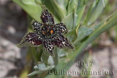 Ferraria crispa 20170822 010 cr