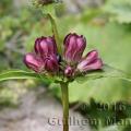 Gentiana pannonica 20160819 016