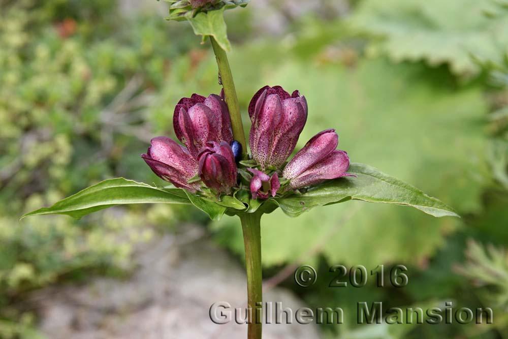 Gentiana pannonica 20160819 016