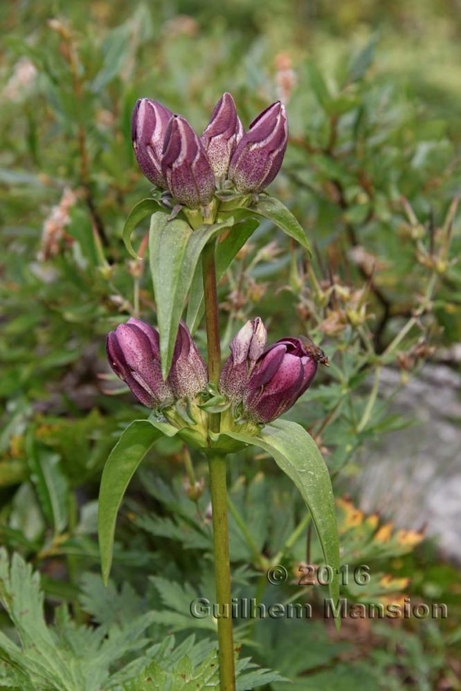 Gentiana pannonica 20160819 017