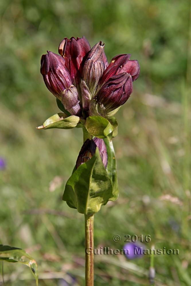 Gentiana purpurea 20160814 red