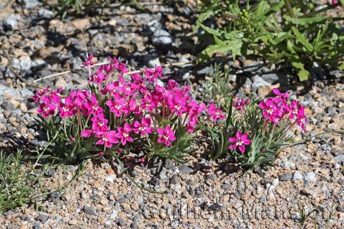 Lapeirousia silenoides 20170831