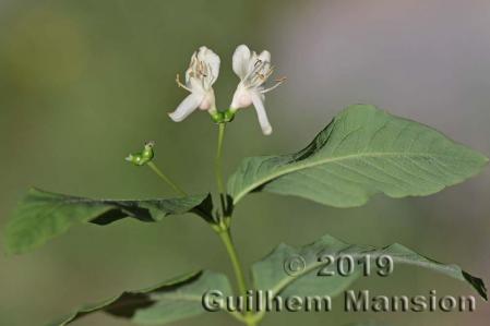 Lonicera nigra 01