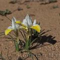 Moraea fugax