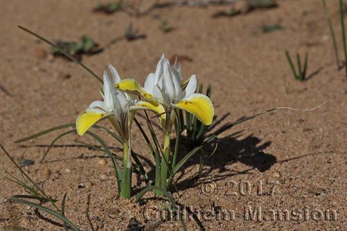 Moraea fugax