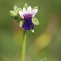 Nemesia barbata 20170824