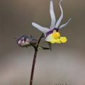 Nemesia cheiranthus 20170827