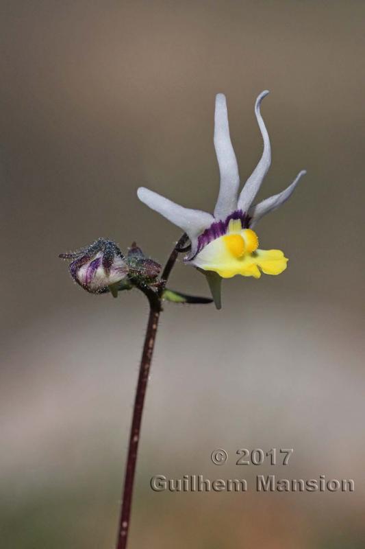 Nemesia cheiranthus 20170827