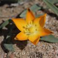 Ornithogalum maculatum 11