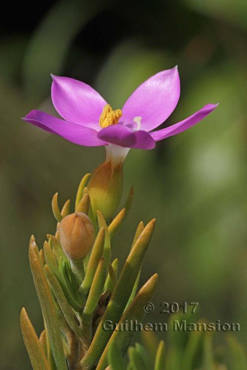 Orphium frutescens 20170908