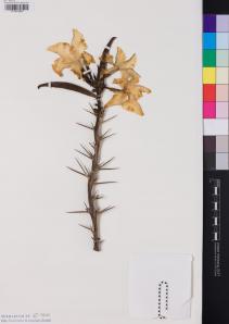 Herbier Hess - Pachypodium lealii