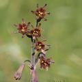 Tulbaghia capensis 20170825