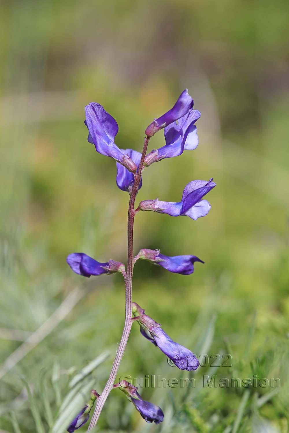 Vicia onobrychioides 02