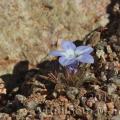 Wahlenbergia acaulis 20170830 006